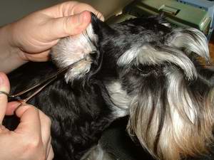 Picture of pulling ear hair