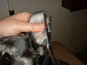 Picture of scissoring ear