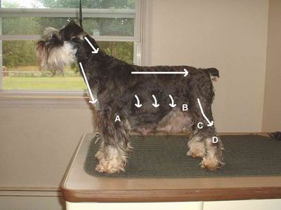 Grooming chart diagram