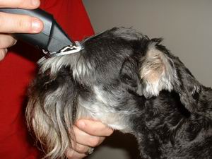 Picture of trimming head 1