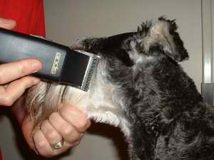 Picture of trimming head 4