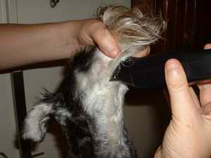 Picture of trimming head 5