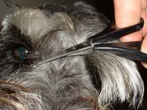 Picture of trimming head 6