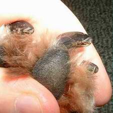 Picture of before clippng nail