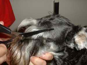 Picture of scissoring eyebrows