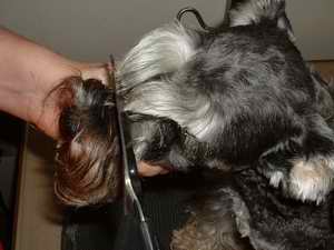 Picture of trimming eyebrow hair