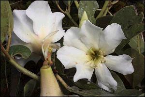 Rhododendron que cresce no topo das rvores (Imagem:  Wayne Takeuchi)