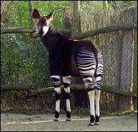  Zoolgico de Lisboa