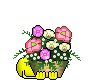 Aceite as flores que te dou