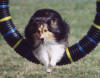 Karen Baker's sheltie Brandy