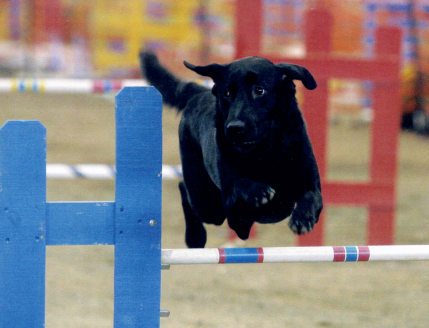 Click here to see more of Christie's dogs