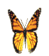 A Milkweed butterfly_sunning_itself