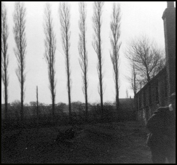 Pic of those famous poplars at Witton Park