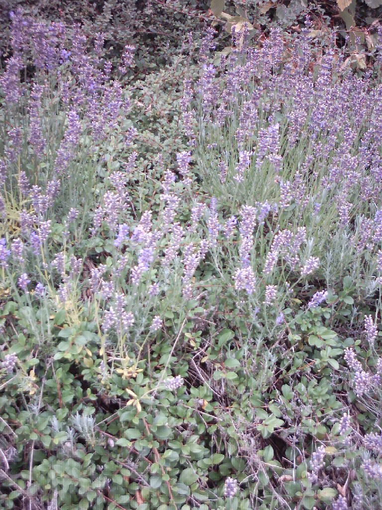 Lavendel hinter unserem Haus