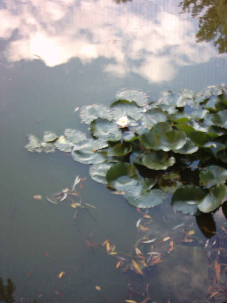 Seerose