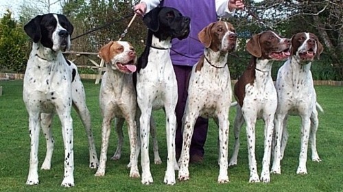Marty, Sally, Rogan, Billie, Nellie & Blake