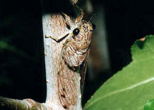 Cicada3.jpg (28663 bytes)