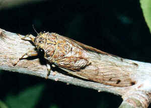 Cicada9.jpg (30504 bytes)