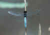 BlueSc5.jpg (21368 bytes)