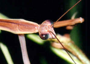mantids mantid australasiae tenodera australian body mantidae brisbane length hoppers subfamily 70mm brisbaneinsects oocities