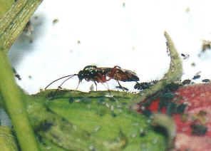 AphidP6.jpg (25400 bytes)