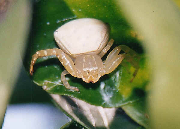 White Crab Spider Thomisus Spectabilis