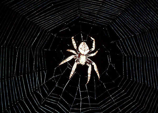 Garden Orb Web Spider Eriophora Transmarina