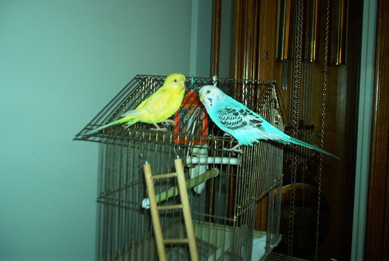 My widdle biiiiiiiirrrrrrdieeeees!