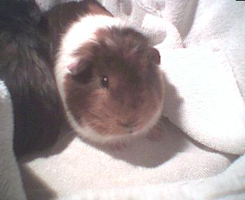 Nutmeg