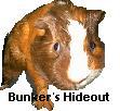 Bunker's Hideout - A Cavy Place