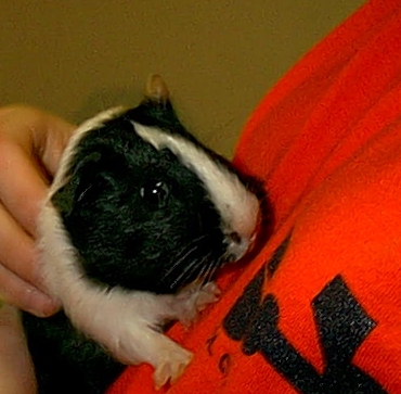 Hi.  My name is Yogurt! Click on my fuzzy nose!