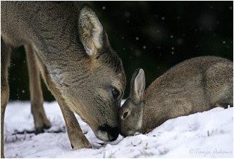bunny and deer animation