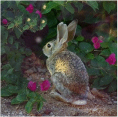 bunny looking at fairy