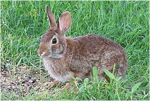 Winter Cottontail