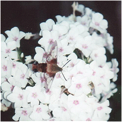 Insect