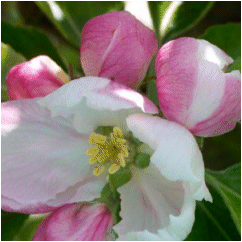 Apple Blossom Link to Little Joe's adventure