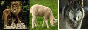 lion,lamb,wolf