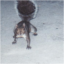 Little Joe in trouble