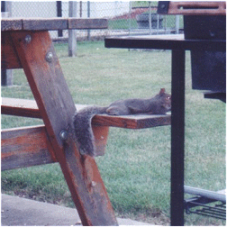 Little Joe Squirrel resting up for his adventure