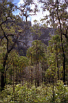 The palm jungle in Carnarvon Gorge