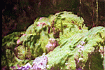 Some of the Moss Garden 