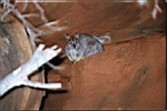 A Rock Wallaby, Look out for the Joey in the pouch