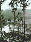 11snowstm.jpg (32434 bytes)