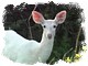 Eilid - The Hind