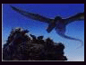 dragons- 6 galleries