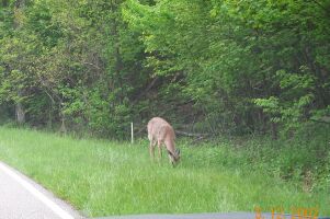 Sights along Skyline Drive