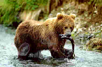 grizzly
