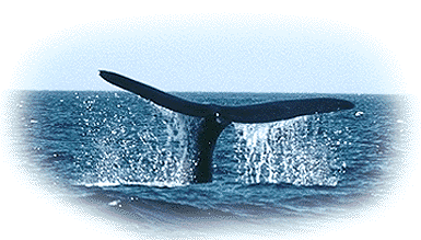 Whale Fluke
