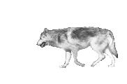 Tired Wolf