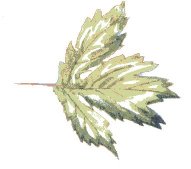 leaf